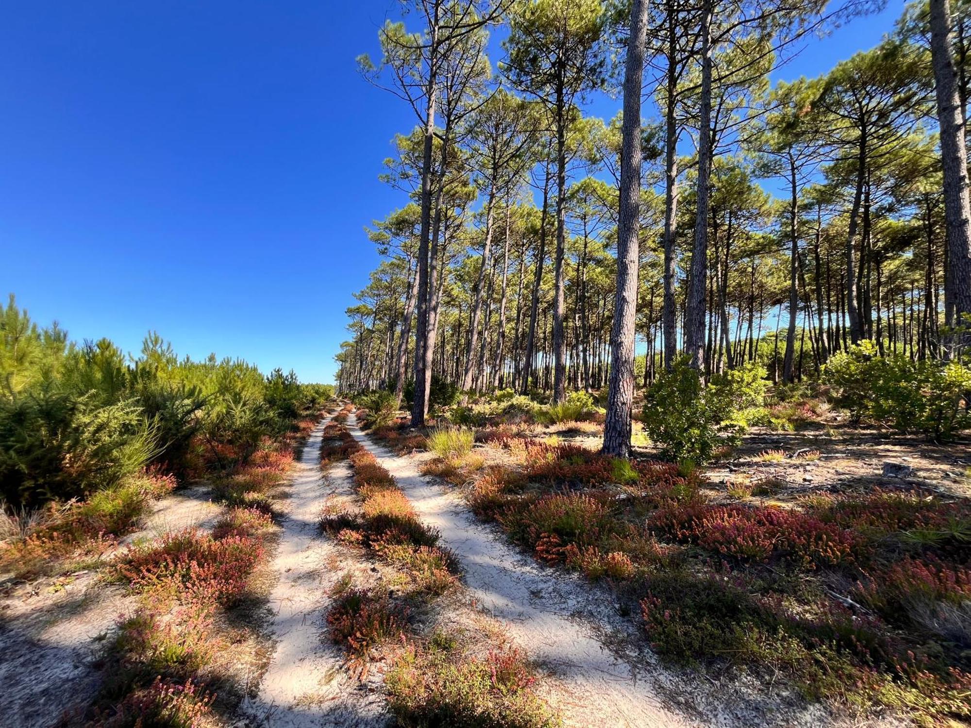 La Bergerie Des Landes Villa Lit-et-Mixe Eksteriør billede